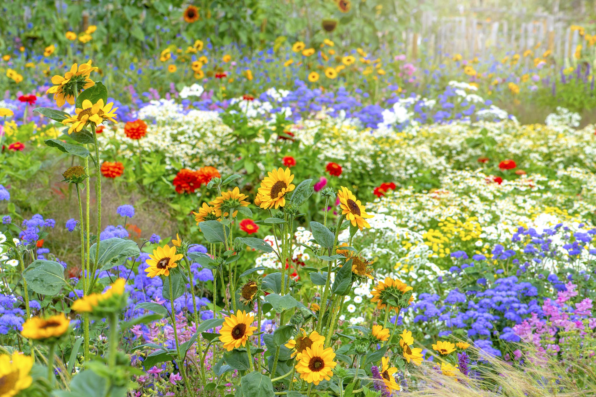 Fina och färgglada blommor